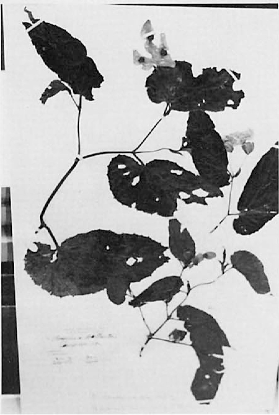 B. vandewateri